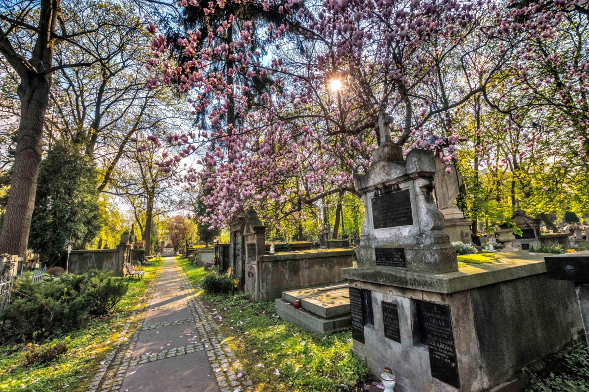 Magnolias in the Kraków Cemetery
