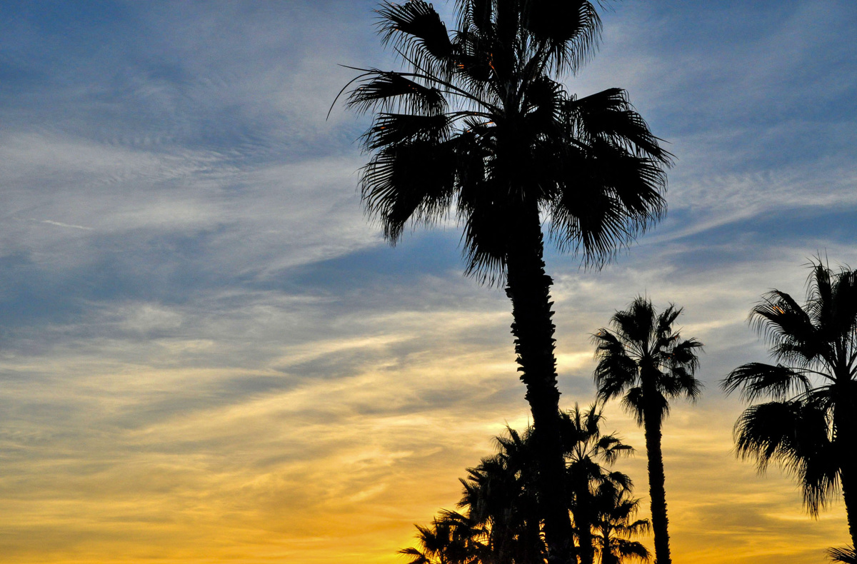 Palm Trees at Sunset