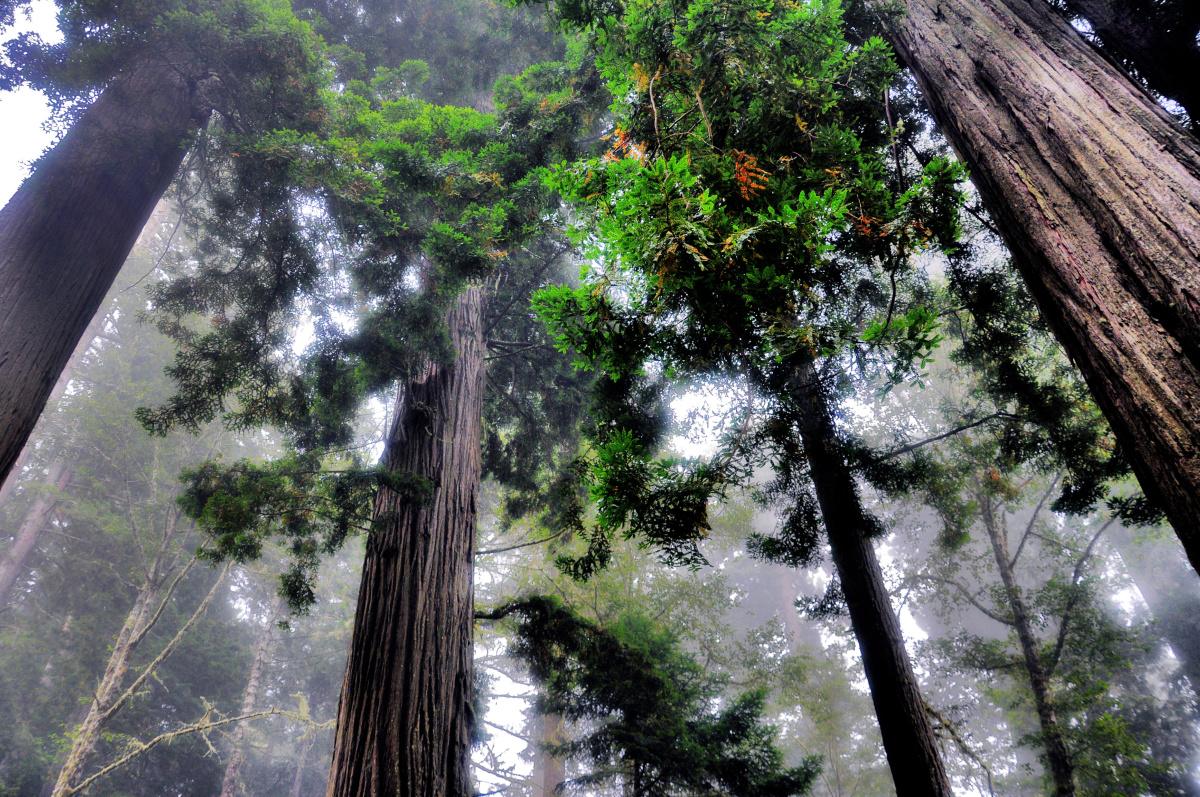 Redwood Fog