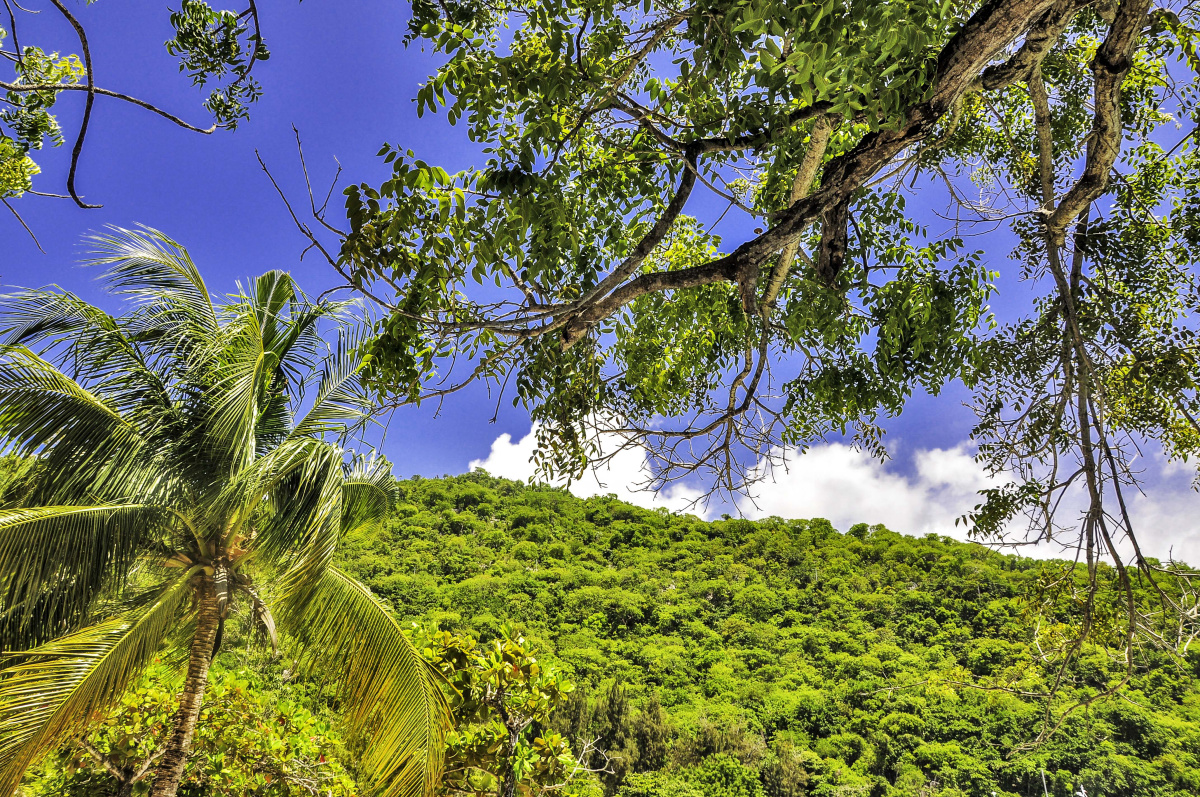Palm Trees in Haiti