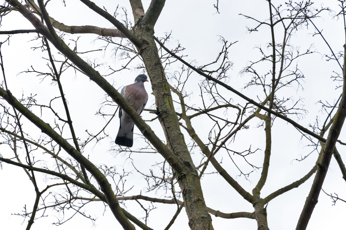 Pigeon in a Tree