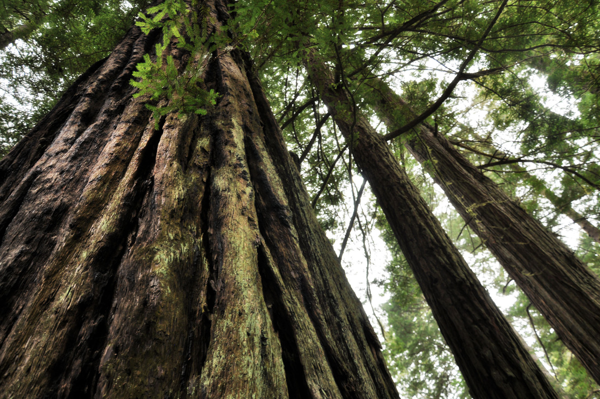 Redwood Girth