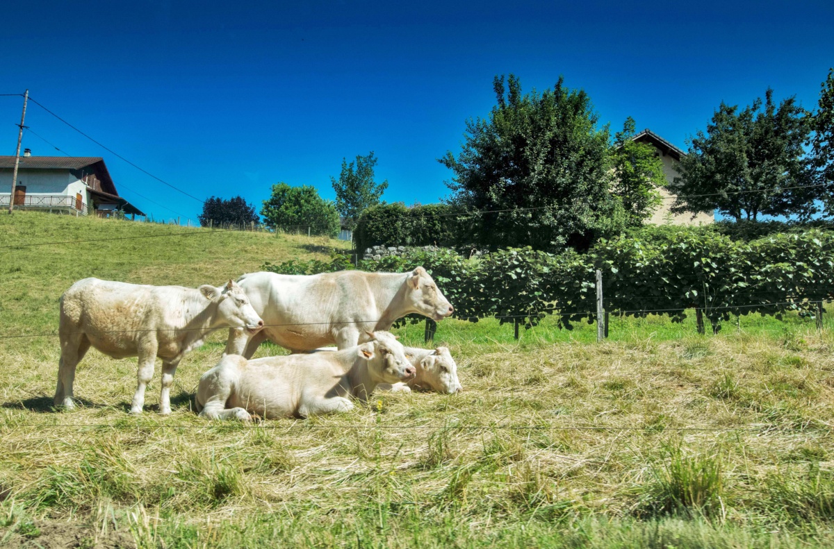Vaches Blanches