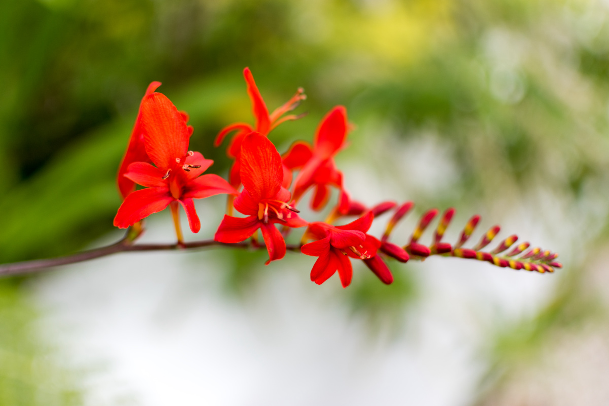 Red Flower of Oban