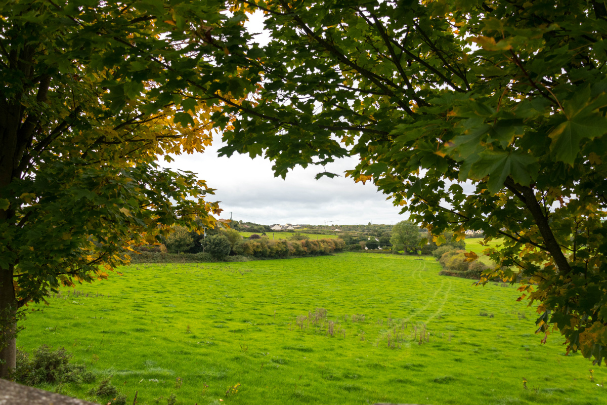 Irish Field